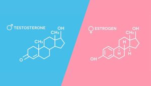 estrogen vs testosterone